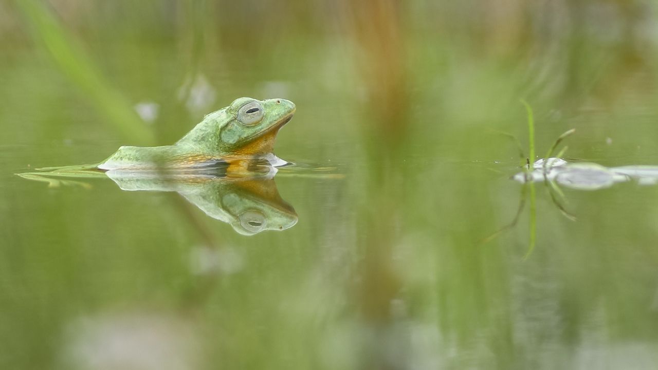 Green Frog vs. American Bullfrog: How to Tell the Difference (With Pond Tips)