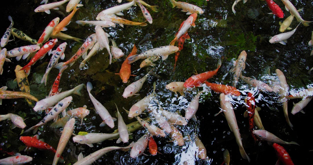How Much Do Koi Fish Cost