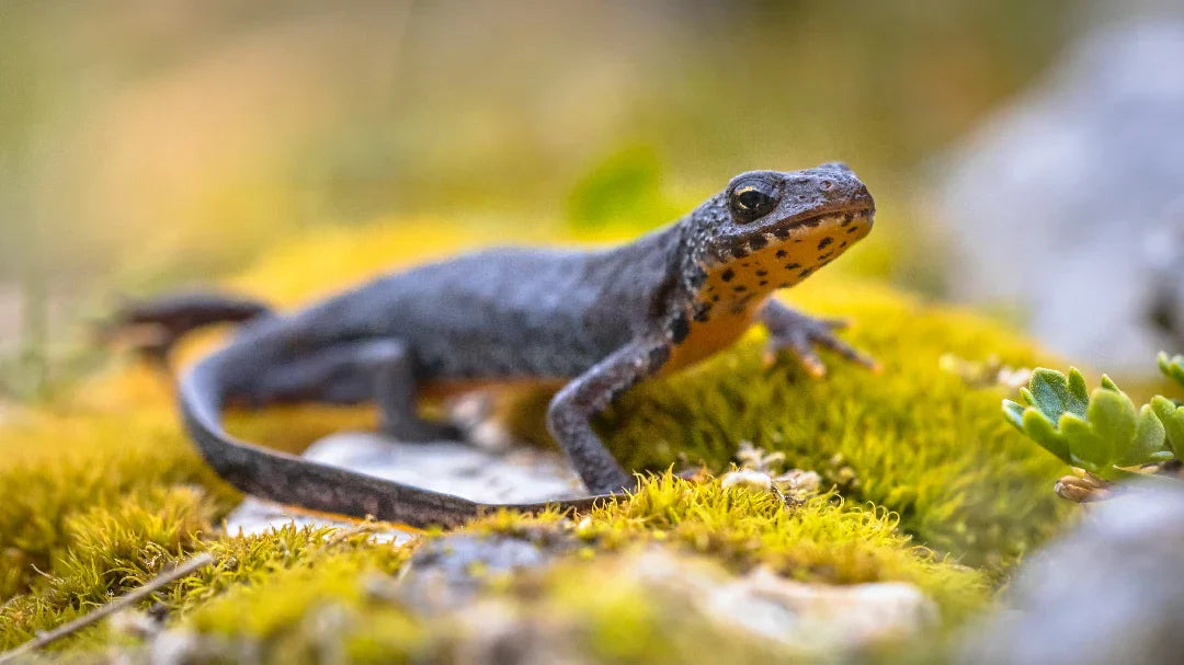 How to Attract Newts to Your Pond