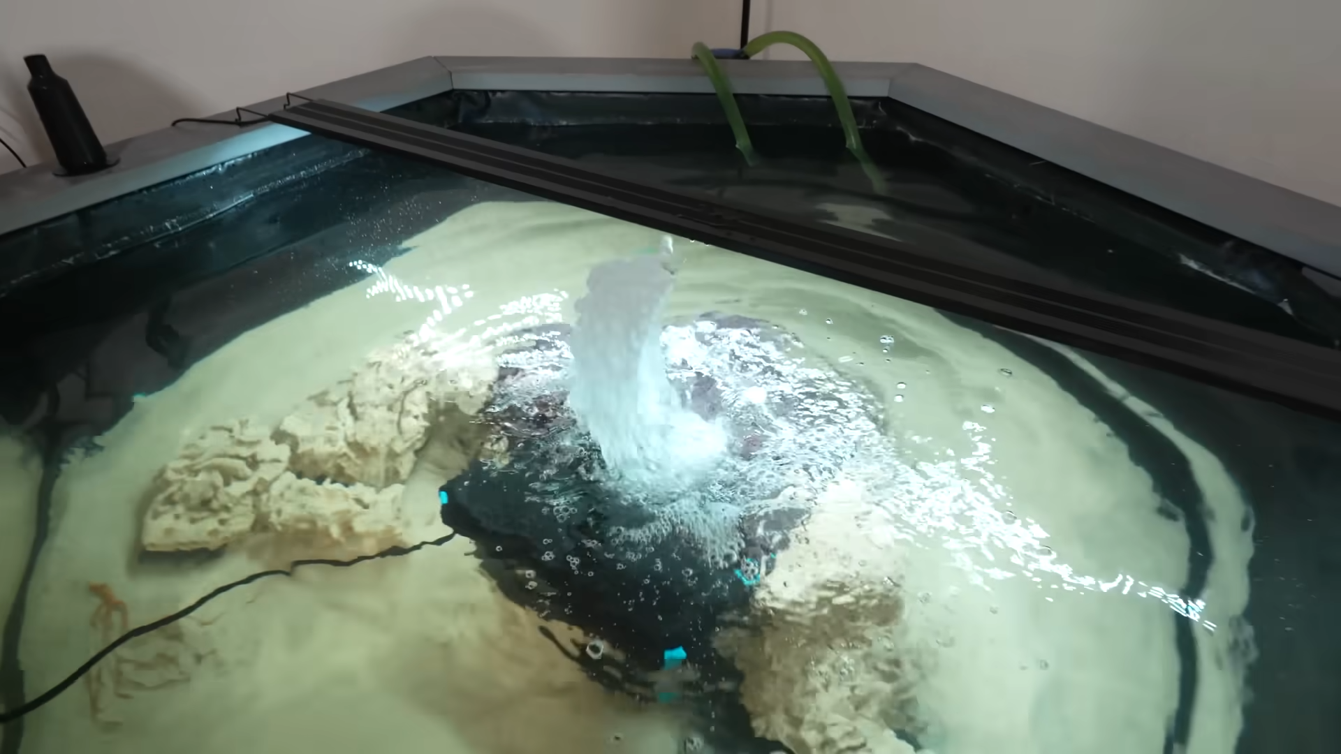 Fish Guy Chris' Fish Shopping Adventure: The Truth Behind Scam Ads