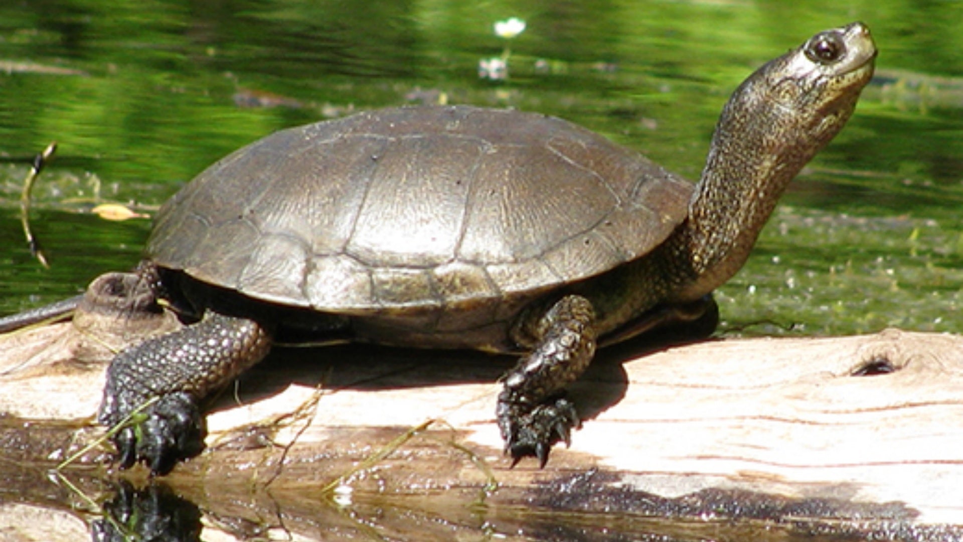 Fish and Wildlife: All About the Western Pond Turtle