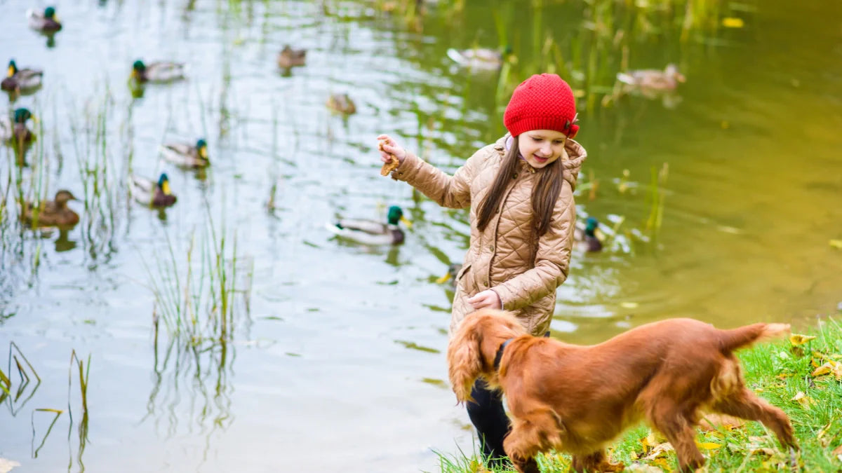 Koi Pond Safety Tips for Curious Pets