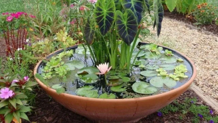 DIY-Ideen: So erstellen Sie einen Miniteich mit einem Poposoap-betriebenen Springbrunnen