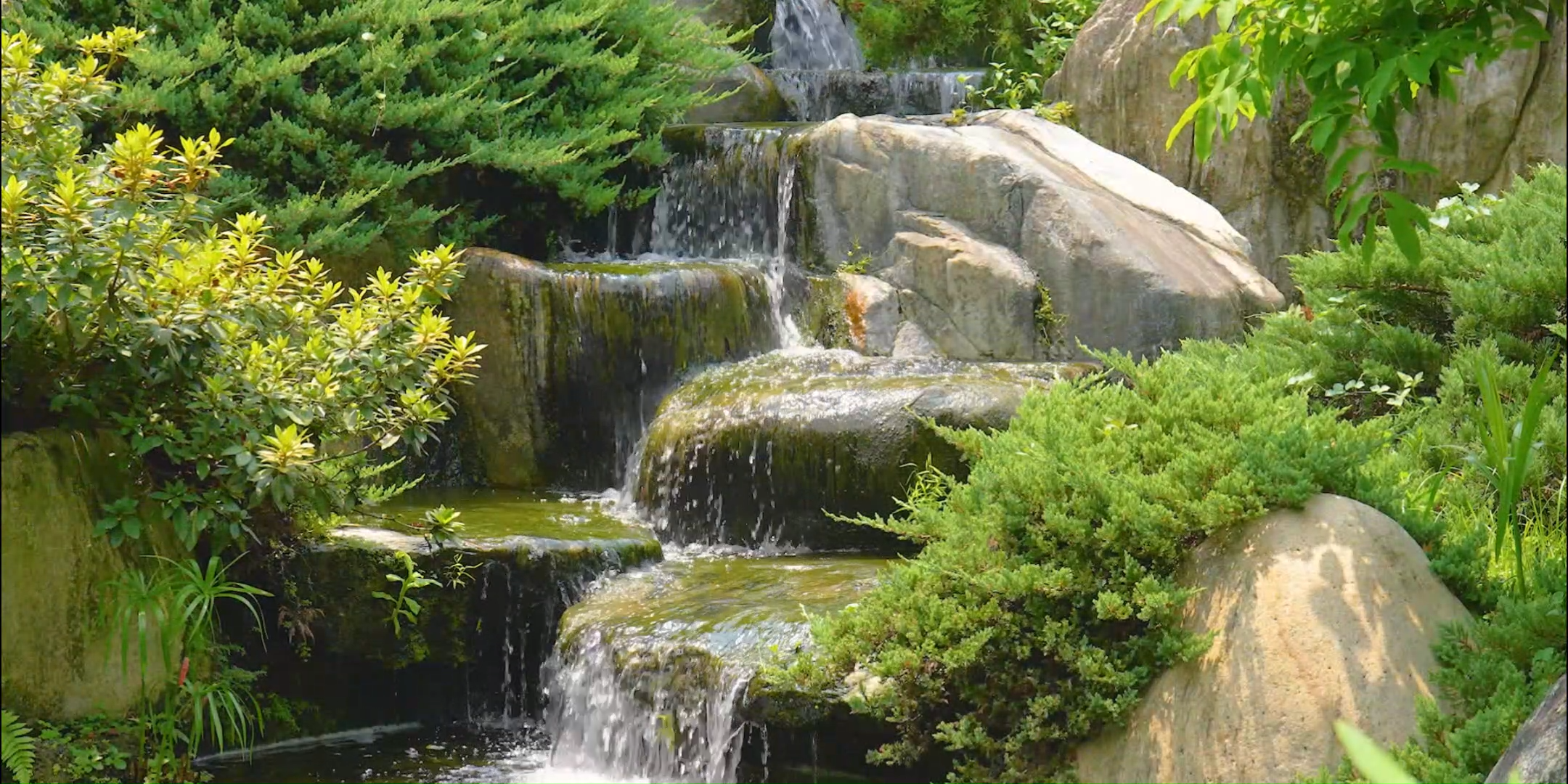 Popular Pond Plants: Beautifying and Enhancing Your Water Garden