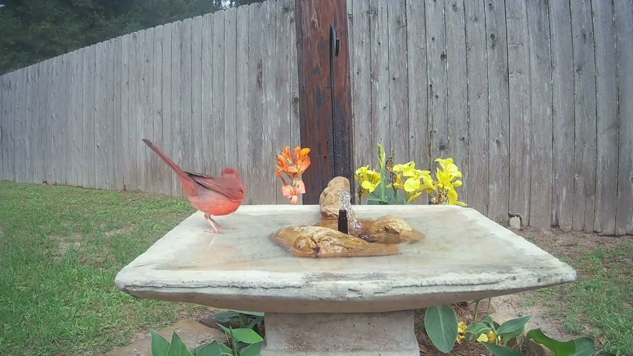Solar Hummingbird Endless Water Fountain
