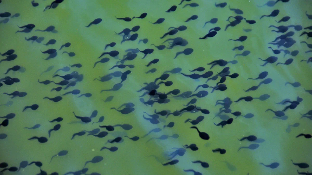 Tadpoles in Pond