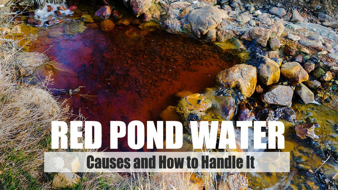 The Causes of Red Pond Water and How to Handle It