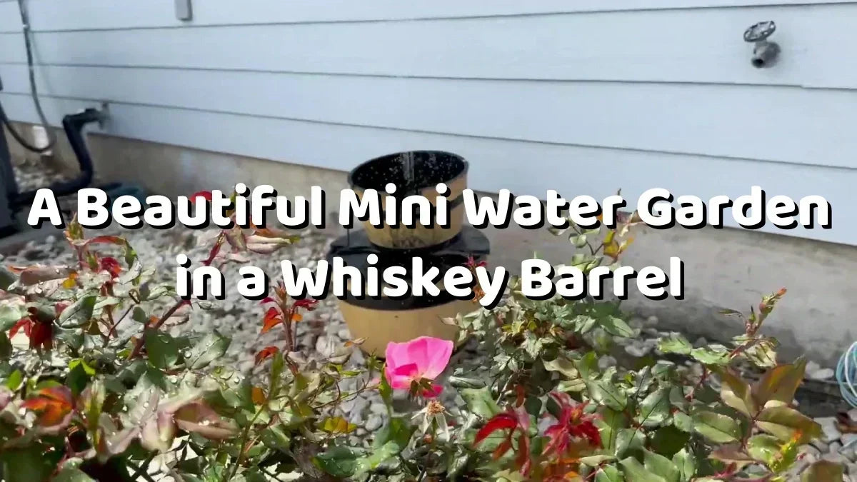 Titelbild Beautiful Mini Wasser Garten in Whiskey Barrel