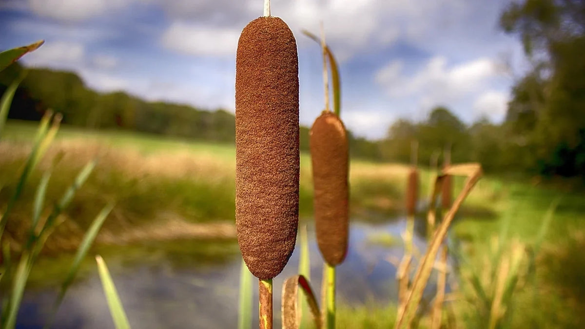 Titelbild Brown Pflanze in Teich