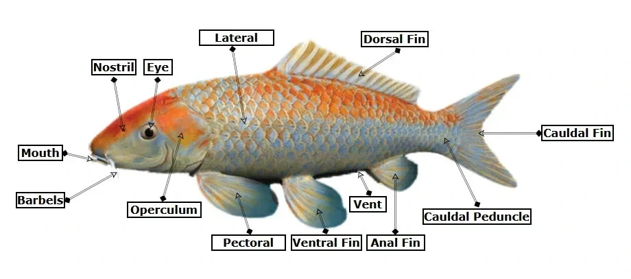 Titelbild Koi Fische Anatomy