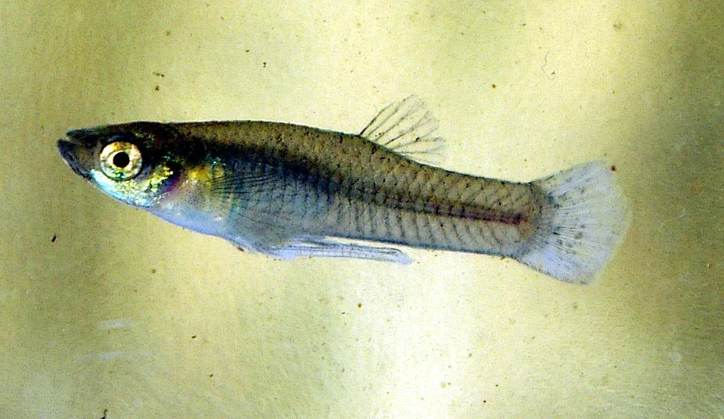 Titelbild Mosquitofish Gambusia affinis