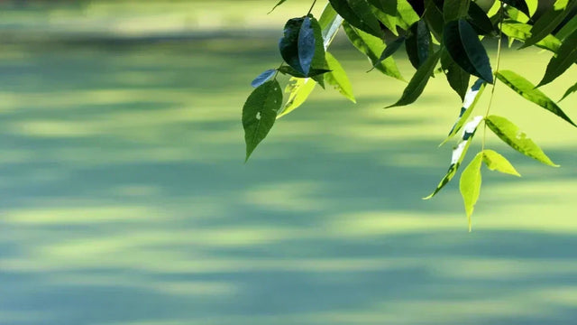 Wie Sie den perfekten Schatten für Ihren Teich schaffen