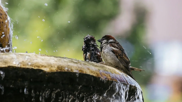 Vogeltränken oder Vogelbrunnen: Was ist besser für Ihren Garten?