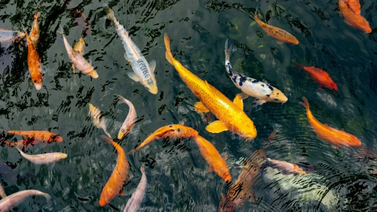 Titelbild kann Koi Fische wechseln Colors
