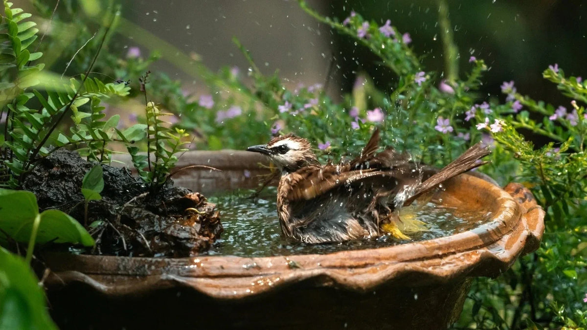 Titelbild lovely Vogeltraenke Springbrunnen