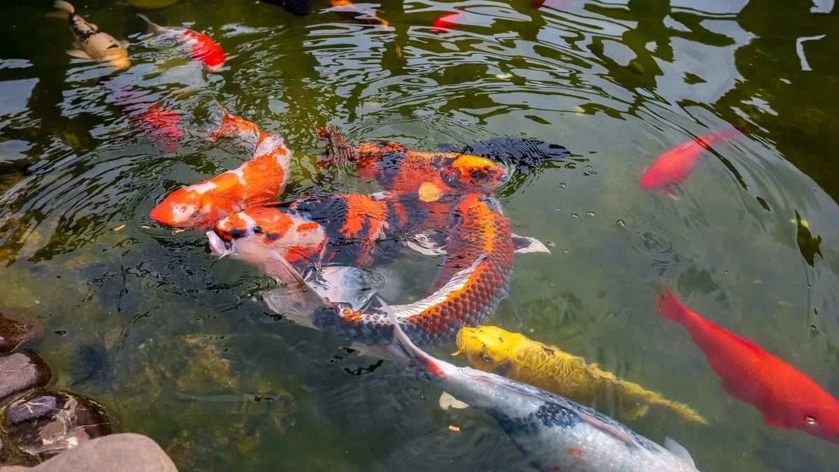 Titelbild wie Fast Do Koi Fische Grow