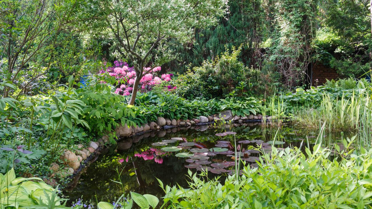 Top Pond Plants That Thrive in Shade