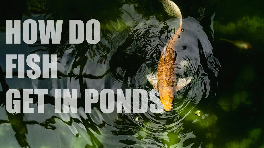how do fish get into ponds