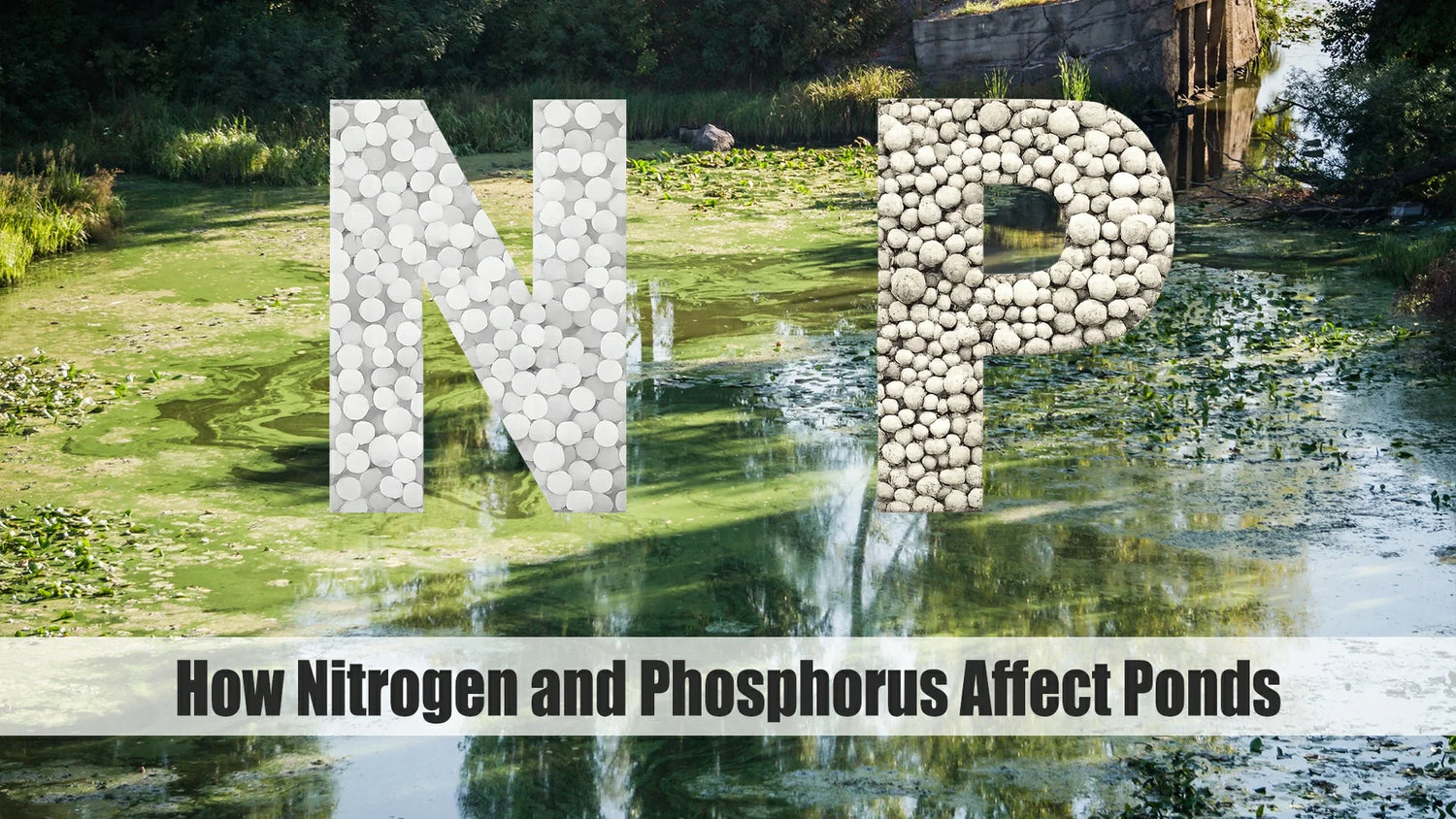 how nitrogen and phosphorus affect ponds