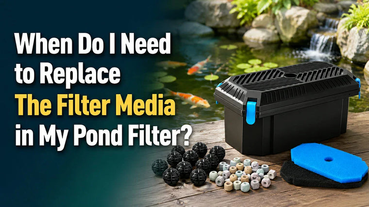 How Often Do I Need to Change My Filter Media in My Pond Filter?