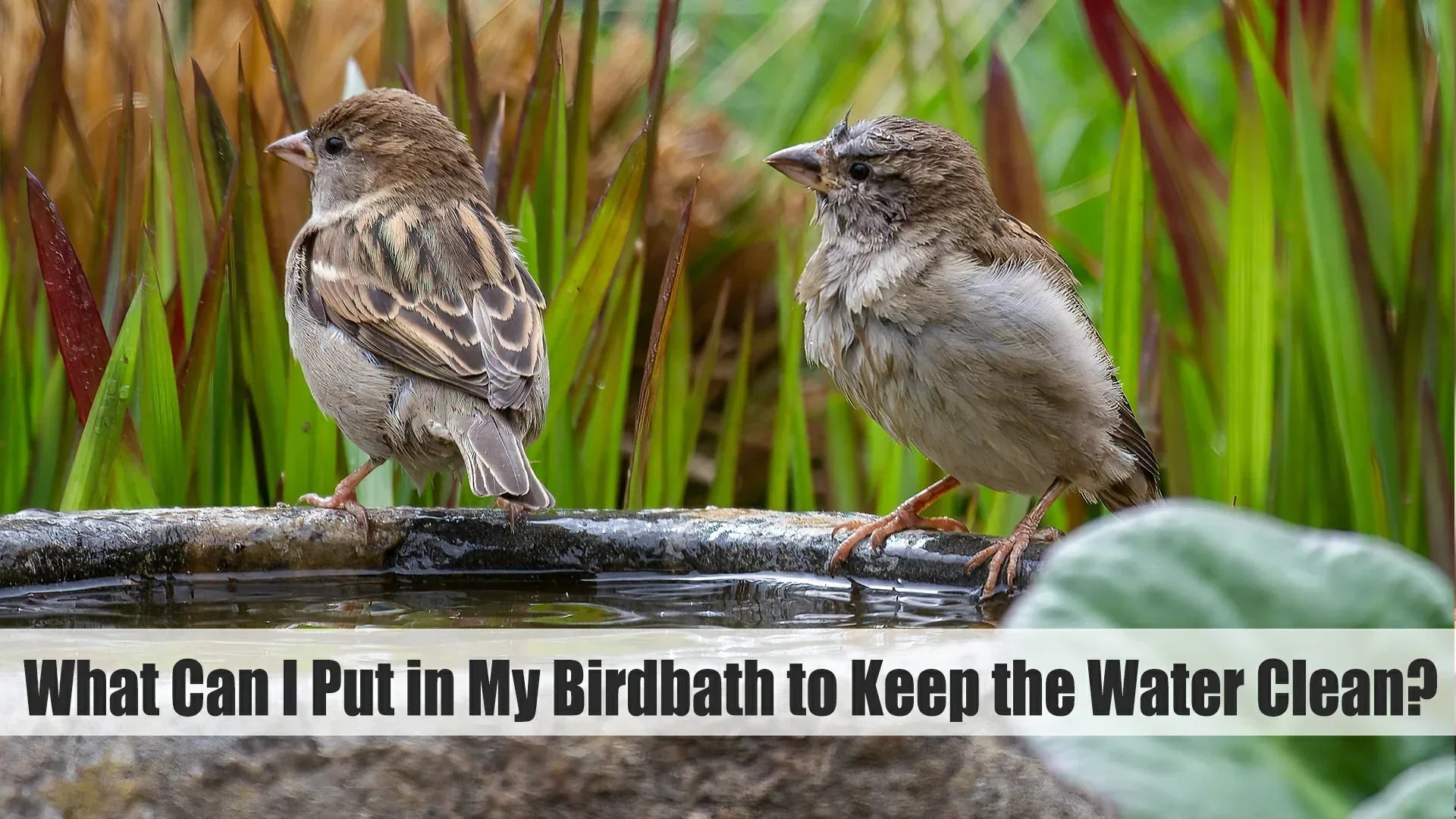 how to keep my birdbath clean