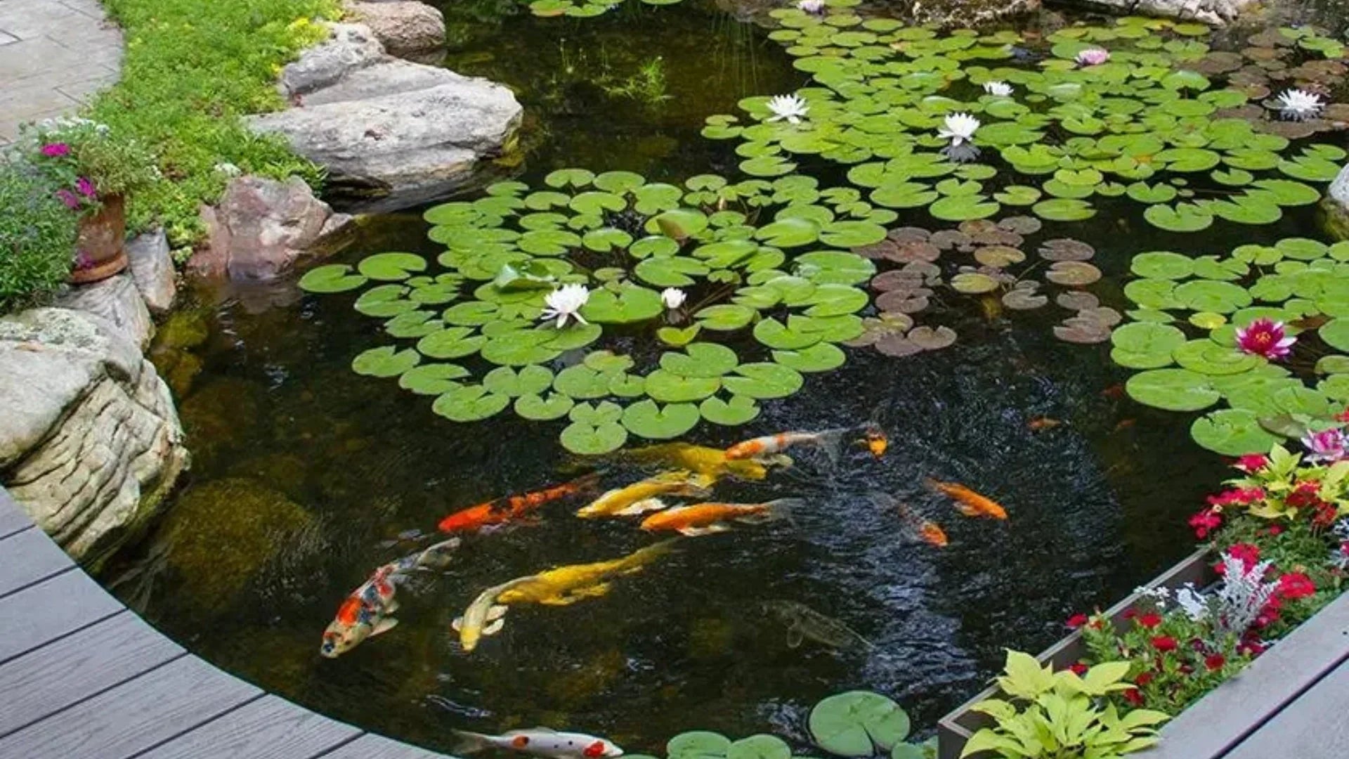 How to Shock Pond: Quick Steps for Clean and Healthy Water