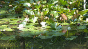 Water lilies and lily pads thrive in the calm pond water, creating a serene aquatic landscape.
