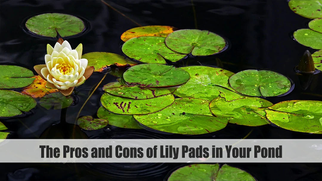 pros and cons of lily pads in your pond