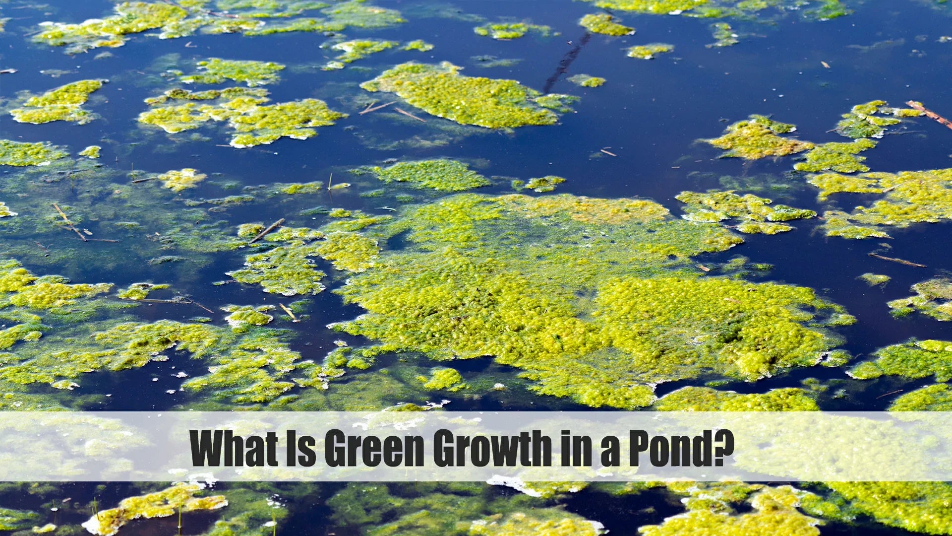 what is green growth in a pond