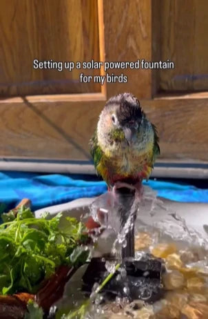 POPOSOAP solar bird bath fountain pump creating gentle water movement in a garden bird bath